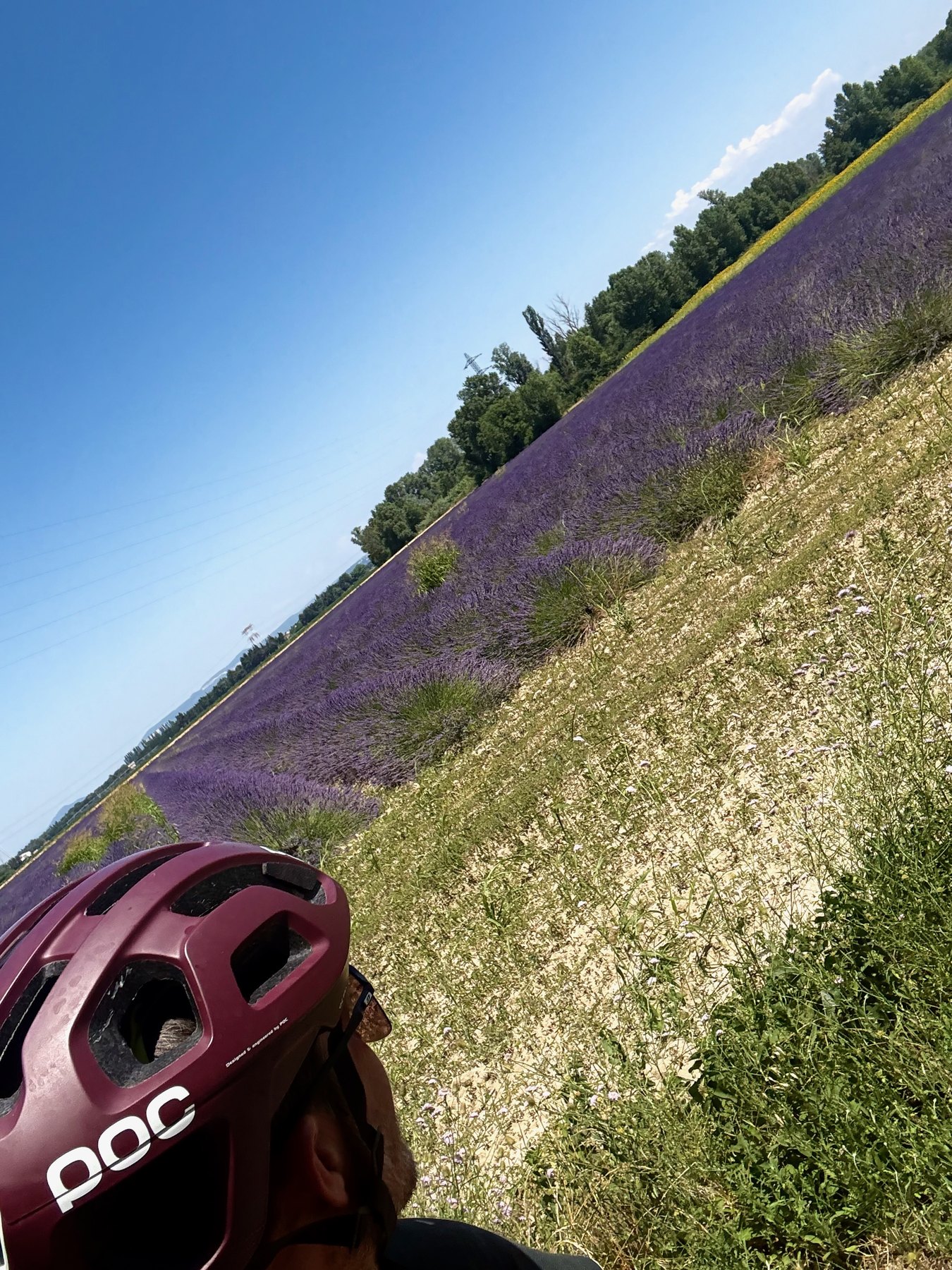 Fahrt durch die Lavendelfelder in Frankreich